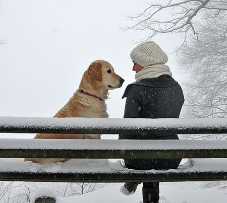 friendly - winter, people, dogs, photography, animals