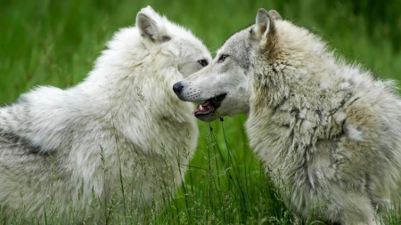 Friends - maned wolf nature, abstract, majestic, canine, friendship, grey wolf