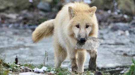 no icecream today - maned wolf nature, abstract, majestic, canine, friendship, grey wolf