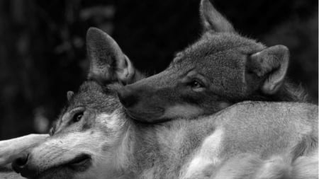 two wolves two friends - two wolves two friends, friendship, canine, majestic, maned wolf nature, abstract, grey wolf