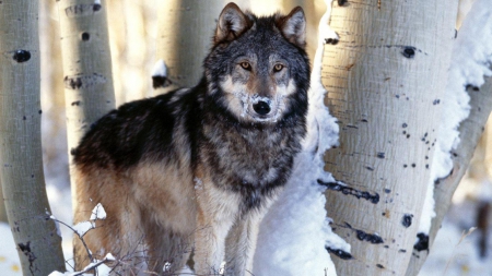 leader of the pack - abstract, grey wolf, maned wolf nature, majestic, canine, friendship