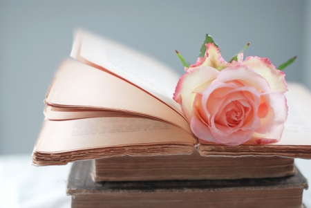 Still Life - rose, pink, still life, book