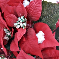 poinsettias