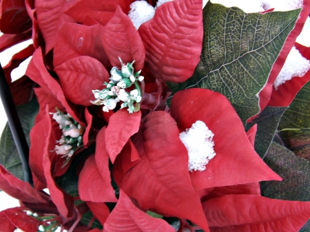 poinsettias - christmas, flowers, red, poinsettias