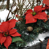 poinsettias