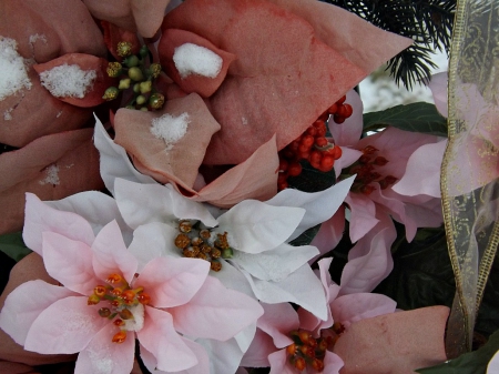 poinsettias - christmas, flowers, pink, poinsettias