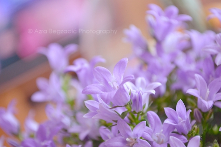 I won't Forget You - flowers, purple, nature, soft