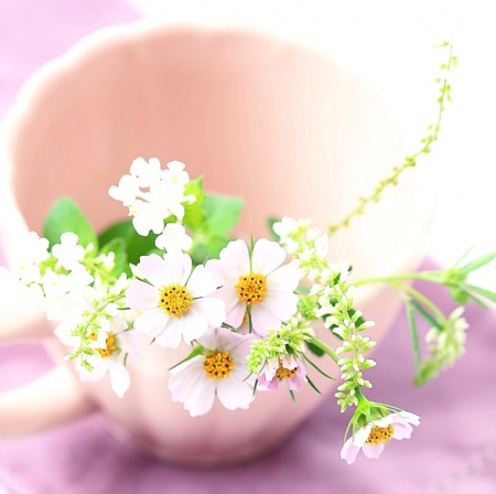 Flowers - flowers, delicate, nature, soft