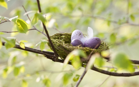 Egg - nature, egg, food, omelette