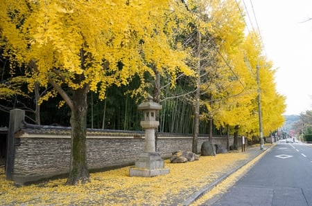 *** - nature, autumn, trees, photography, streets