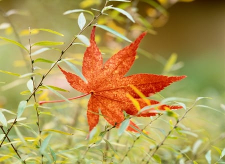 Autumn Delicacy!â™¥ - fall, beauty, field, leaf, color, season, autumn