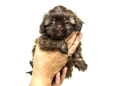 Shih Tzu Puppy - dogs, shih tzu, puppy, animals