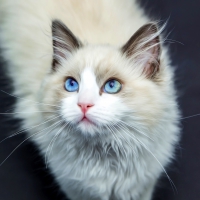 Ragdoll