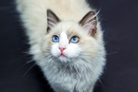 Ragdoll - cats, ragdoll, kitten, animals