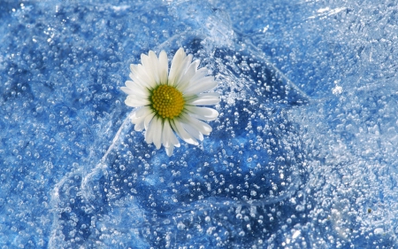 Daisy in water - Daisy, Flower, Nature, White