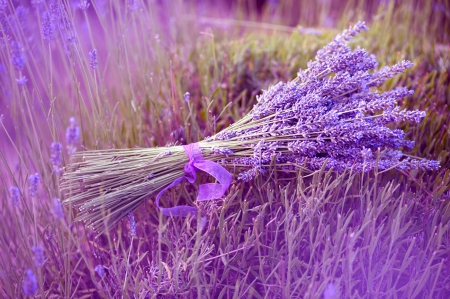 Lavender! - flowers, lavender, nature, purple