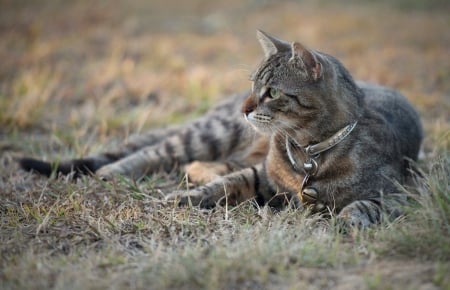 Cat - sleepy, cute, beautiful, cat, sleeping, kitty, cats, hat, cat face, paws, face, animals, pretty, beauty, sweet, kitten, lovely