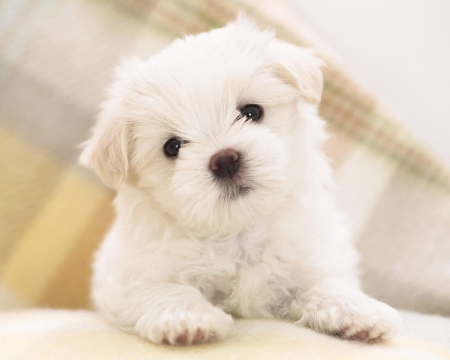 Dog - puppy, animals, lovely, face, dog face, playful, pretty, beautiful, dogs, playful dog, sweet, cute, puppies