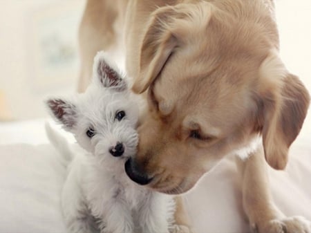 Friendship - dogs, retriver, friends, westie, love