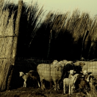 sheepfold in Romania