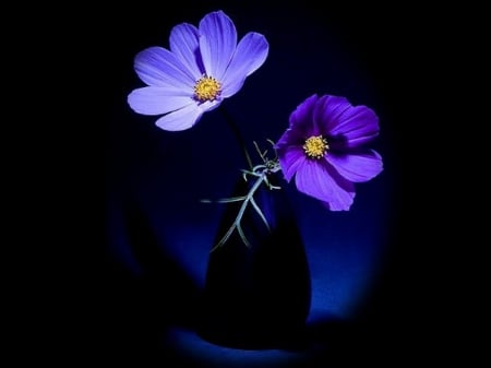 Beautiful flowers - beauty, love, purple, flowers