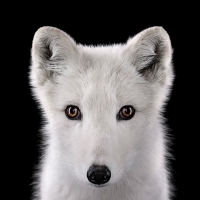 Arctic fox