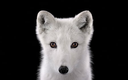 Arctic fox - white, animal, cute, black, arctic fox