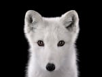 Arctic fox