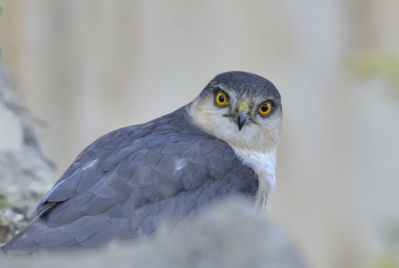 Falcon - bird, animal, beak, Falcon