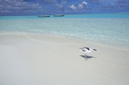 EXCELLENT BEACH MALDİVES - clouds, boats, turquoise ocean, white sands, seagull, crystal water