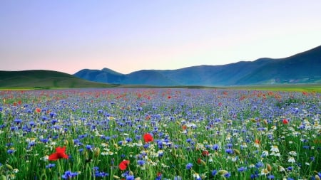 Flower - flower, plant, field, tree, nature