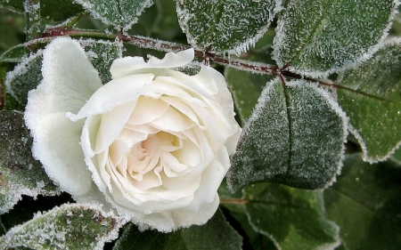 Winter touch - white, flower, rose, ice, snow, green