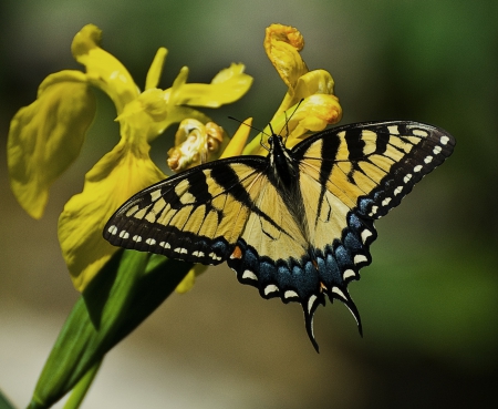 Butterfly - flower, yellow, butterfly, amazing