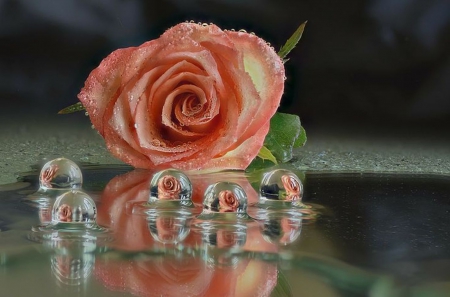 Rose - beauty, water, unique, magnifique, lovely, rose, drops