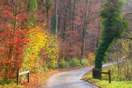 Beautiful autumn forest - beautiful, landscape, colors, forest, tree, street, colorful, nature, autumn, view, color