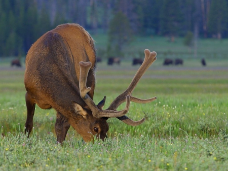 Stag - grazing, grass, green, brown