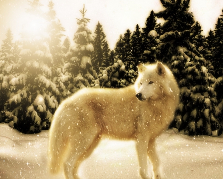 Winter in the Forest - snow, trees, winter, wolf