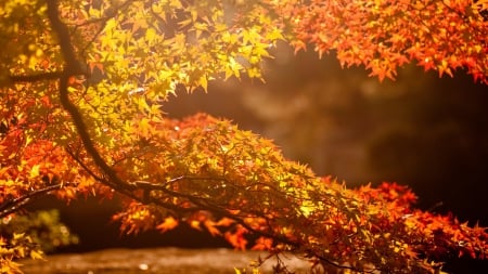 *** Autumn tree *** - nature, fall, autumn, trees