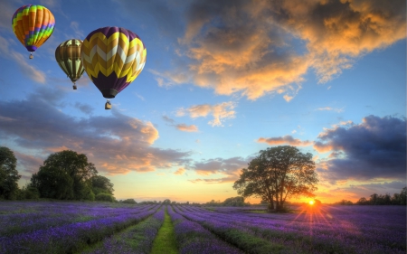 *** Fields and baloons *** - flowers, field, sky, nature