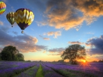 *** Fields and baloons ***