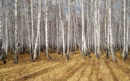 *** Birch forest *** - birch, trees, forest, nature