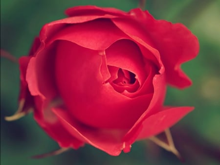 Just for You - flowers, red, nature, rose