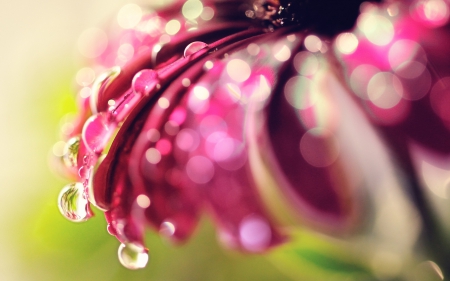 *** Flower and drops *** - flowers, flower, drops, nature