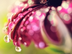 *** Flower and drops ***