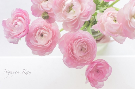 *** Pink roses *** - flower, roses, pink, flowers, nature