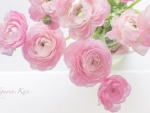 *** Pink roses ***