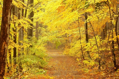 *** Autumn in forest *** - nature, autumn, fall, trees, popular, forest, wallpaper, path