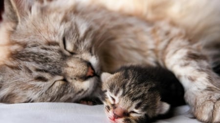 Cats - sleepy, cute, beautiful, cat, sleeping, kitty, cats, hat, cat face, paws, face, animals, pretty, beauty, sweet, kitten, lovely