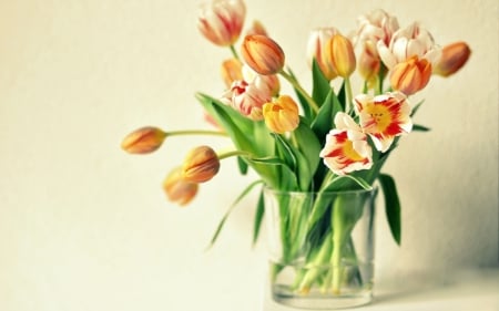 Still Life - flowers, vase, still life, tulips