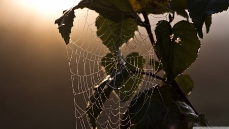 Spider web - spider, raindrops, leaves, derdrops, rain, dew, macro, abstract, photography, drops, dwan, HD, morning, web, nature, spider web, leaf, wallpaper